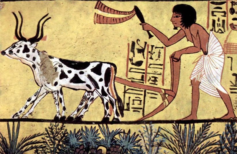 Agricultura Egipteana Egipt